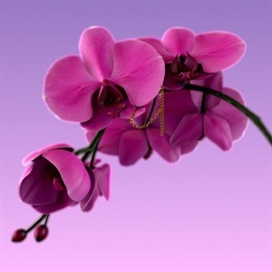 Эмелевская